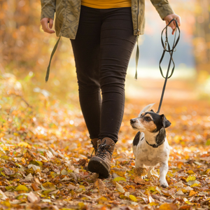 Fall Dog Walking