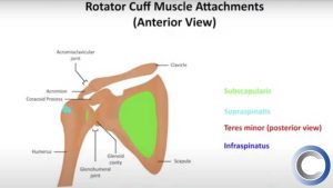 What is a Rotator Cuff